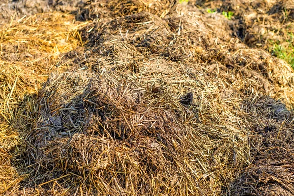 Stapel Stinkend Heißer Gülle Auf Grünem Gras Nahaufnahme — Stockfoto