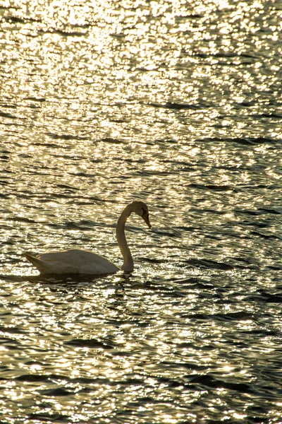 Swan Κολύμβηση Στη Βαλτική Θάλασσα Κατά Την Ανατολή Του Ηλίου — Φωτογραφία Αρχείου