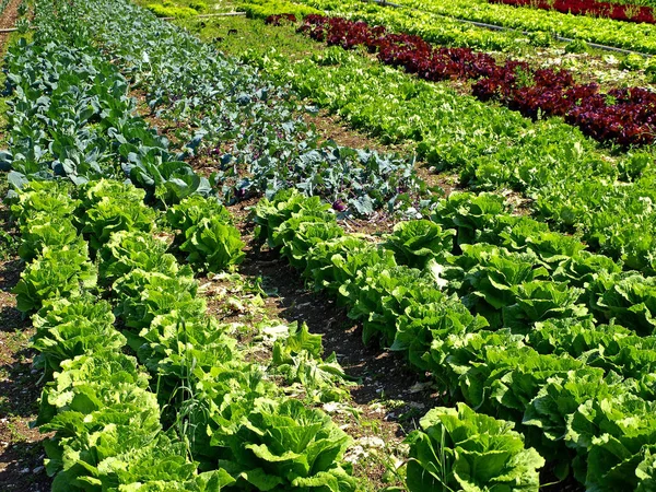 Cultivation Spinach Close Shot — Stok Foto