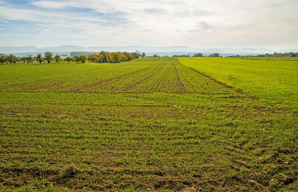 Wheat Field Close Shot Stock Photo