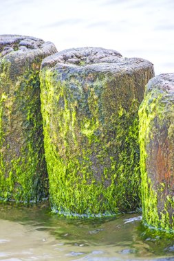 Kasık Baltık Denizi yakın atış