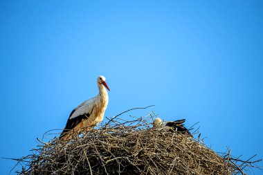 Şaşırtıcı leylek yakın çekim yukarı