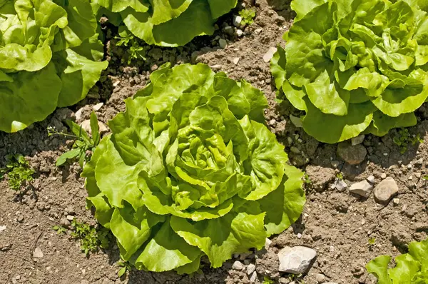 Foto Cerca Lechuga Fresca Húmeda Fondo — Foto de Stock