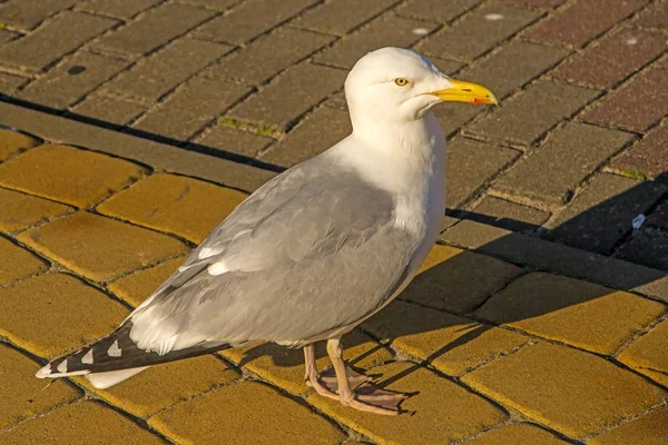 Close European Herring Gull Walking Brick Floor Sea Port — Stock Photo, Image