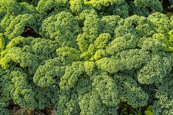 Green Kale Gros Plan — Photo