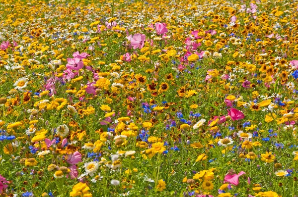 Красивый Луг Красочным Цветком Весенних Цветов — стоковое фото
