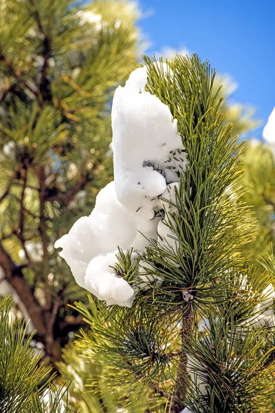 Verschneite Kiefernzweige Nahaufnahme — Stockfoto