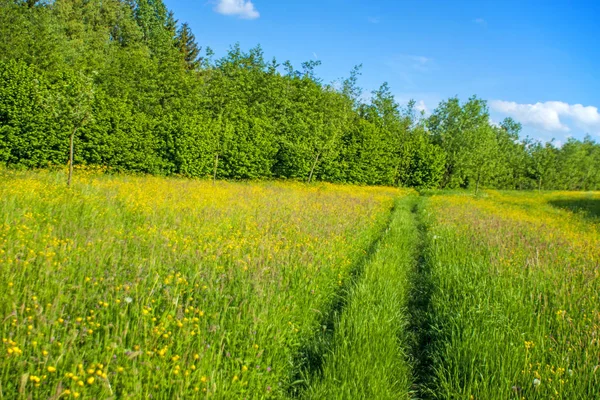 Frühlingswiese Mit Hohem Gras Mit Blauem Himmel Auf Hintergrund — Stockfoto