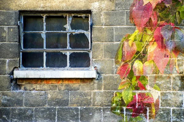 Vieille Fenêtre Avec Des Feuilles Vigne Sauvage Dans Les Couleurs — Photo