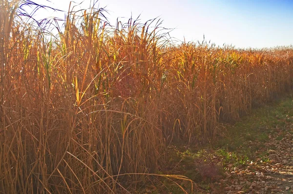 The Renewable Resource Switch Grass For  Heating And Production Of Diesel