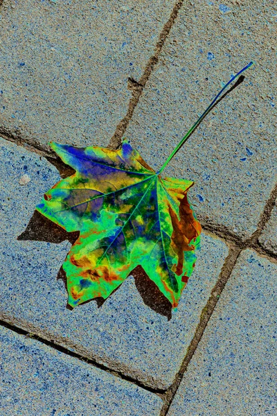 Herfst Geschilderde Leaf Een Straat — Stockfoto