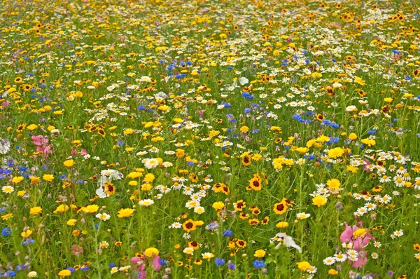 Piękne Łąki Kolorowy Kwiat Kwiaty Wiosny — Zdjęcie stockowe
