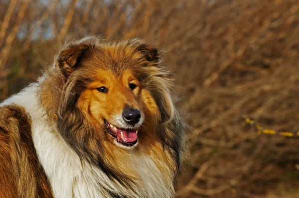 Collie Kutya Zár Megjelöl Szemcsésedik — Stock Fotó