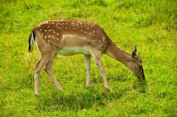 Landskap Foto Fantastiska Persiska Dovhjort — Stockfoto