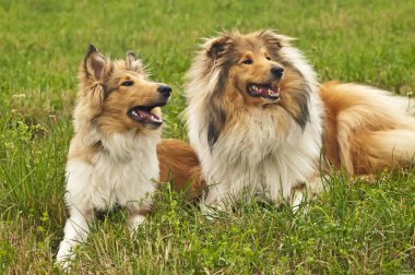 Şaşırtıcı Collie köpekleri yakın çekim