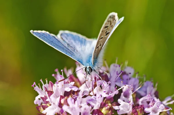 Común Azul Polyommatus Ícaro Primer Plano Disparo — Foto de Stock