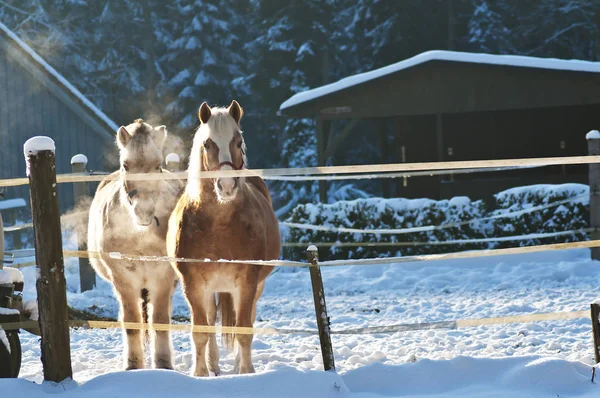 美しい馬の雪に覆われた冬の農場のクローズ アップ — ストック写真