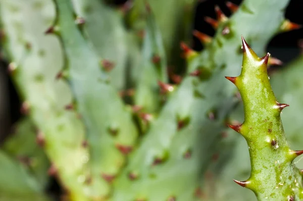 Aloe Planta Medicina Nativo Americano — Fotografia de Stock
