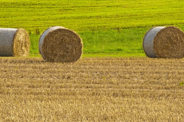 Bales Straw Meadow Sunny Day — Stock Photo, Image