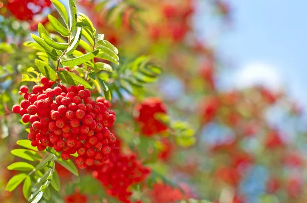 Närbild Foto Färska Råa Röda Rönnbär Med Gröna Blad — Stockfoto