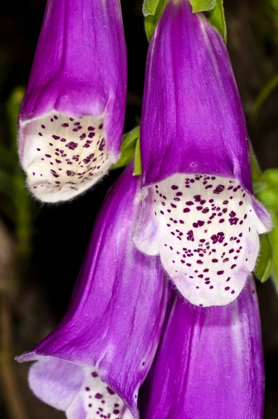 Purple Foxglove Medicine Plant Close Shot — Stock Photo, Image