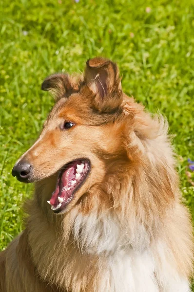 Hoofd Van Een Britse Collie Hond Close Shot — Stockfoto