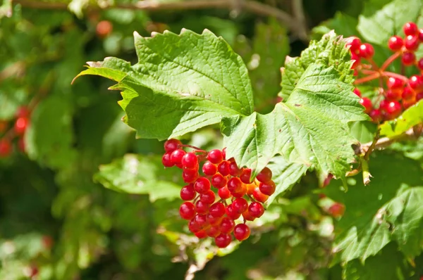 Piros Bogyós Gyümölcsök Zöld Levelekkel Közeli Fotó — Stock Fotó