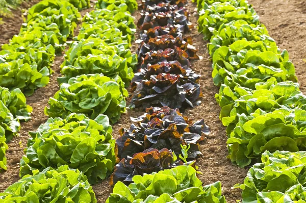 Salad Cultivation Field Close — Stock Photo, Image