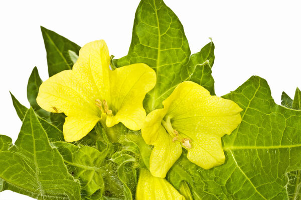 Yellow Henbane, Medieval Medicine Plants