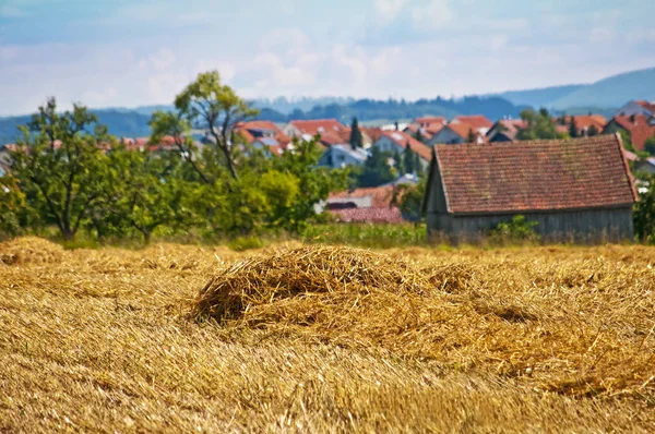 Campo Trigo Close Shot — Fotografia de Stock