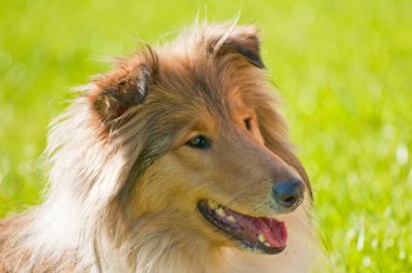 Collie köpek yakın çekim yukarı