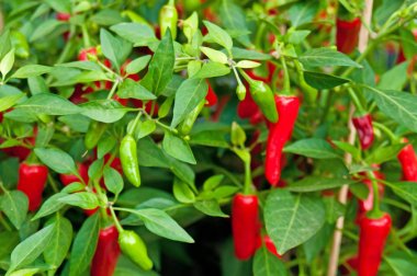 yakın çekim yeşil yaprakları ile baharatlı Kırmızı Pul Biber