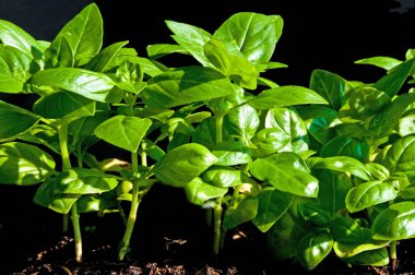 aromatik fesleğen yaprağı taze yeşil Close-Up