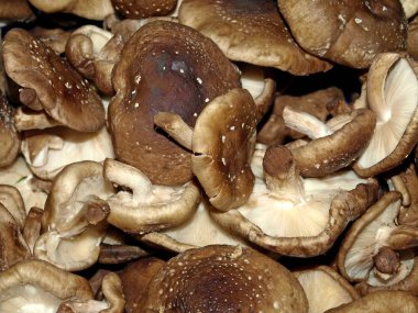Shiitake mantar, A çiftçi pazar Close-Up