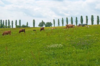güneşli gün yeşil mera üzerinde otlatma inekler 