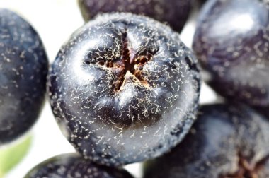 siyah chokeberry, aronia melanocarpa