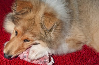 çiğ etle beslenme köpek
