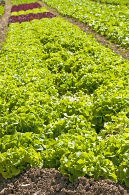 Salata yetiştiriciliği alanında yakın çekim