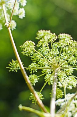 Angelica, Angelica Sylvestris yakın atış 