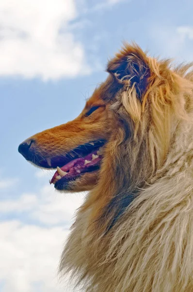 Collie Hund Närbild — Stockfoto
