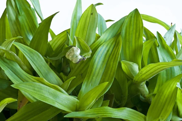 Murdannia Loriformis Φυτό Απομονωθεί Λευκό Φόντο Γκρο Πλαν — Φωτογραφία Αρχείου