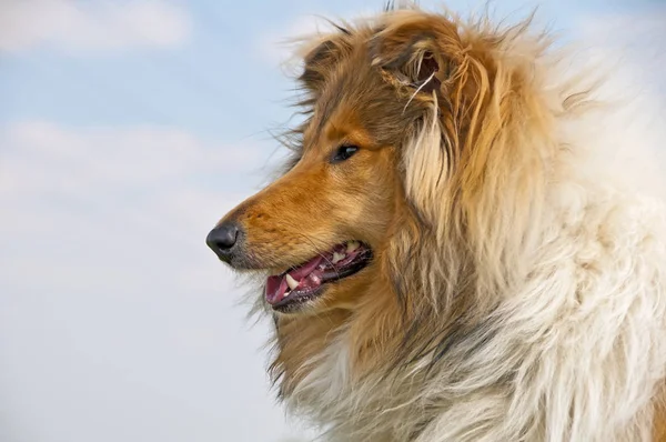 Collie Dog Cerca — Foto de Stock
