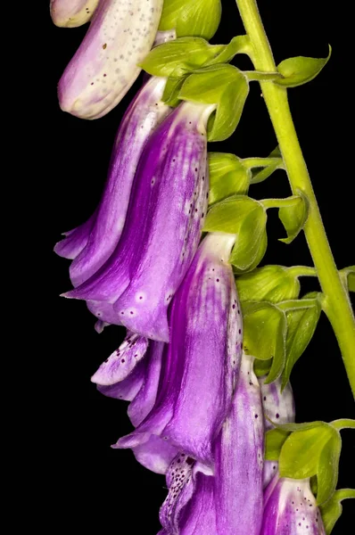 Lila Fingerborgsblomma Växter — Stockfoto