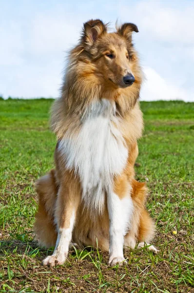 Collie Cachorro Close — Fotografia de Stock