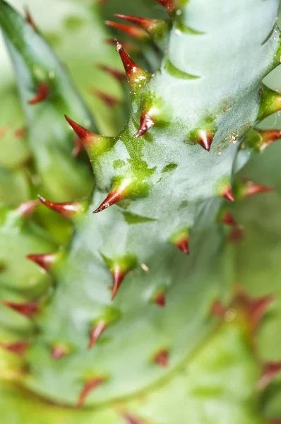 Aloe Planta Medicina Nativo Americano — Fotografia de Stock