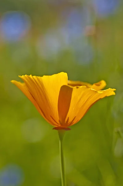ぼやけグリーン フィールドに黄色のカリフォルニアのケシの花のクローズ アップ — ストック写真