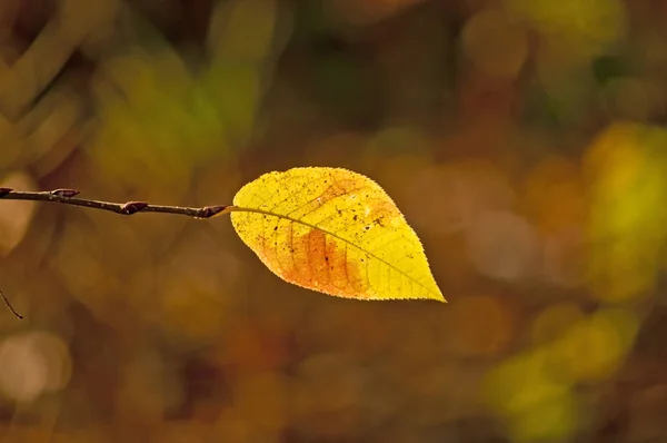 Close Shot Yellow Leaf — Stock Photo, Image