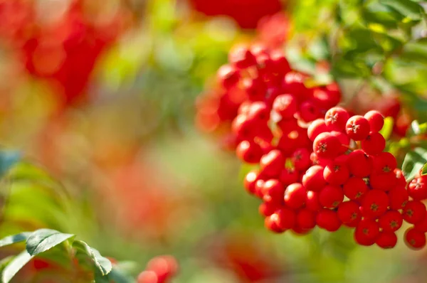 Taze Çiğ Kırmızı Rowan Çilek Yeşil Yaprakları Ile Yakın Çekim — Stok fotoğraf
