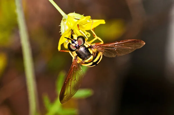 Hoverfly Sitting Yellow Flower Garden Close — Stock Photo, Image