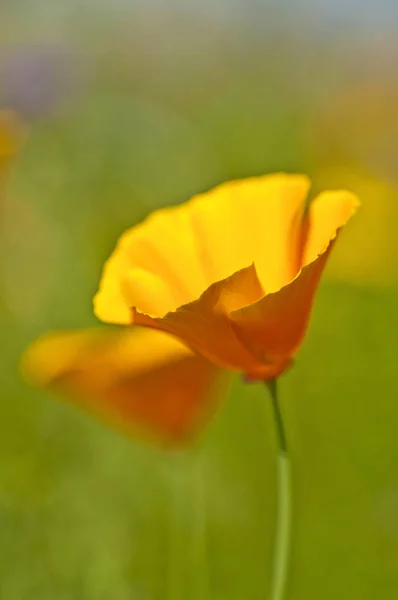 ぼやけグリーン フィールドに黄色のカリフォルニアのケシの花のクローズ アップ — ストック写真